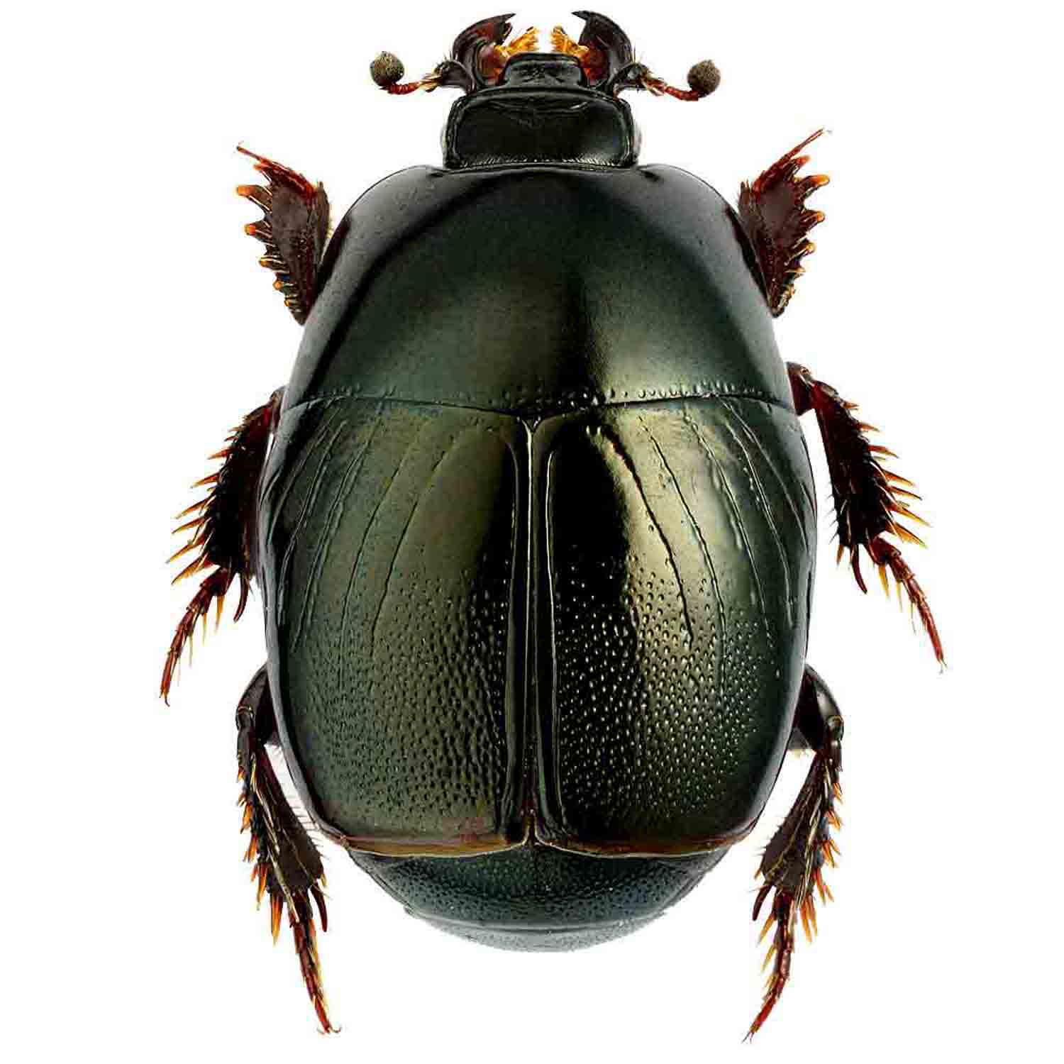 Zambia Histeridae　21mm L'Arca di Noè - Hypocaccus dimidiatus Insect Coleopter Clown